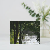 Zwan op de rivier II Briefkaart (Staand voorkant)