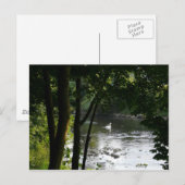 Zwan op de rivier II Briefkaart (Voorkant / Achterkant)