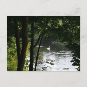 Zwan op de rivier II Briefkaart