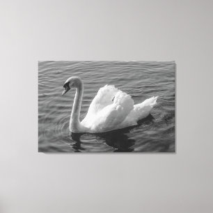 Zwan. Roath Park Lake, Cardiff, Wales B&W Canvas P Afdruk