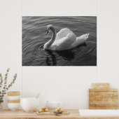 Zwan. Roath Park Lake, Cardiff, Wales B&W Poster (Keuken)