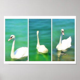 Zwanen bij het Balatonmeer – triptiek Poster