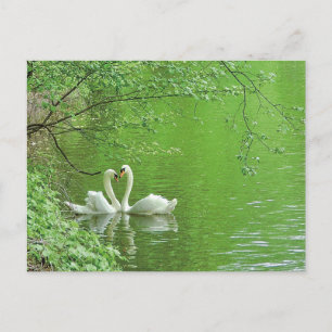 Zwanen in de liefde Briefkaart