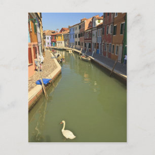 Zwanen in kanaal, Burano eiland, Venetië, Italië Briefkaart