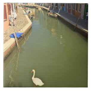 Zwanen in kanaal, Burano eiland, Venetië, Italië Tegeltje
