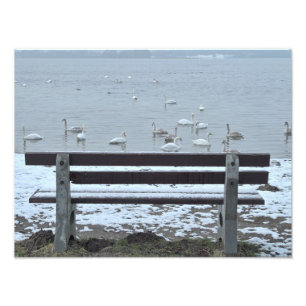Zwanen, meer en een bank - fotoprint foto afdruk