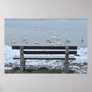 Zwanen, meer en een bank - poster