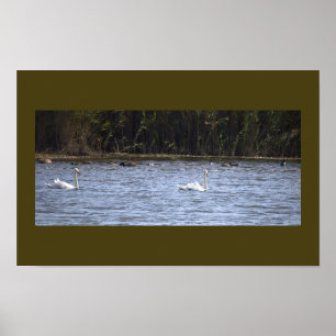 Zwanen op de Vijver Poster