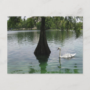 Zwanenmeer Elegante Wilde Natuur Vogel Fotografie Briefkaart