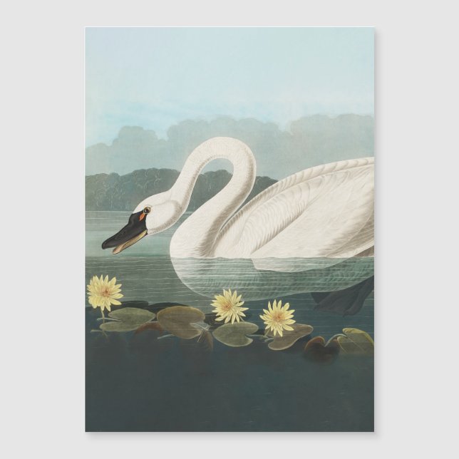 zwanenvogel witwaterzwanen (Voorkant)