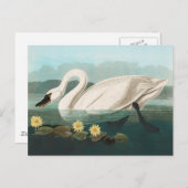 zwanenvogel witwaterzwanen briefkaart (Voorkant / Achterkant)