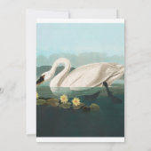 zwanenvogel witwaterzwanen kaart (Achterkant)