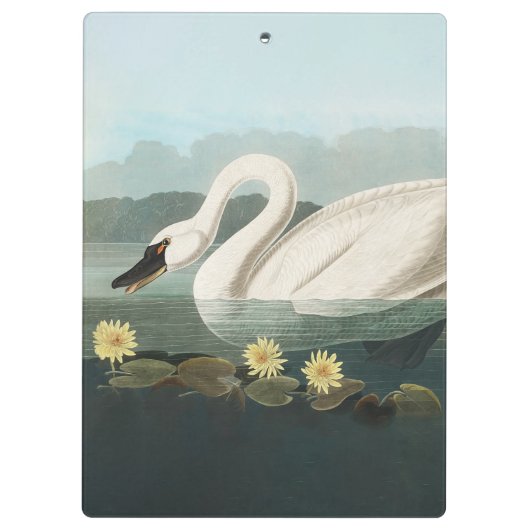 zwanenvogel witwaterzwanen klembord (Achterkant)