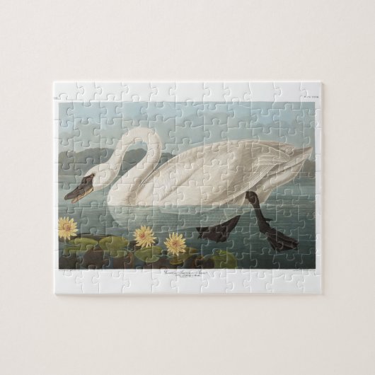 zwanenvogel witwaterzwanen legpuzzel (Horizontaal)