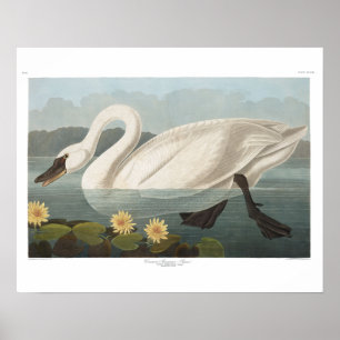 zwanenvogel witwaterzwanen poster