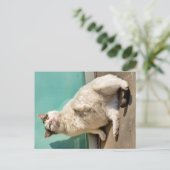 Zwangere kat briefkaart (Staand voorkant)