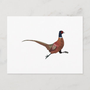 ZWANGERSCHAP BRIEFKAART