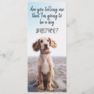 Zwangerschap van Big Brother/Zuster Pet Aankondigi Aankondiging