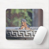 Zwangvogel Muismat (Met muis)