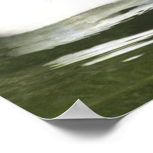 Zwangwesp in zwart-wit en cygnets in water. poster (Hoek)