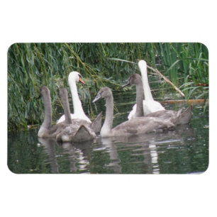Zwans en netten Premium Magnet Magneet