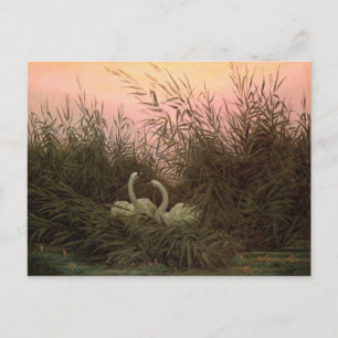 Zwans in the Reeds, c.1820 Briefkaart
