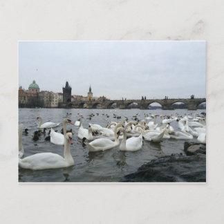 Zwans op de banken van de Charles Bridge Briefkaart