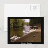 Zwans op de Theems in Windsor Briefkaart (Voorkant / Achterkant)