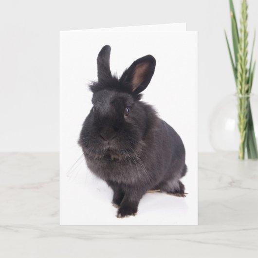 zwar konijn kaart (Voorkant)