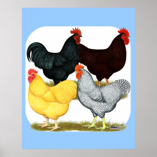 Zware rooster Chicken Quartet Poster (Voorkant)