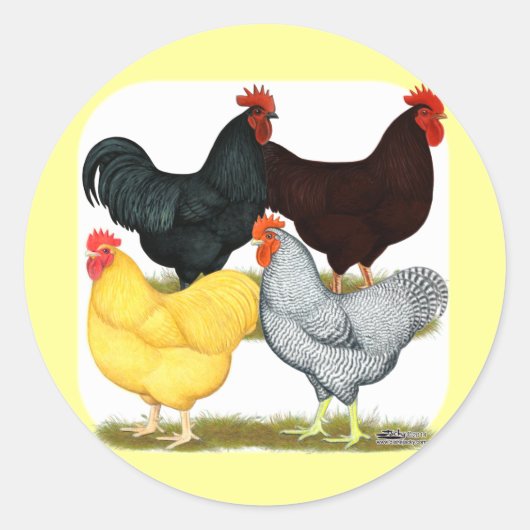 Zware rooster Chicken Quartet Ronde Sticker (Voorkant)