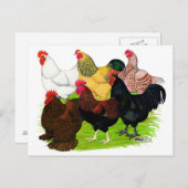 Zware Rooster-evaluatie Briefkaart (Voorkant / Achterkant)