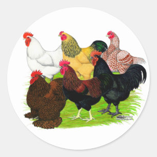 Zware Rooster-evaluatie Ronde Sticker