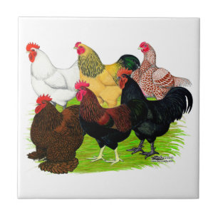 Zware Rooster-evaluatie Tegeltje