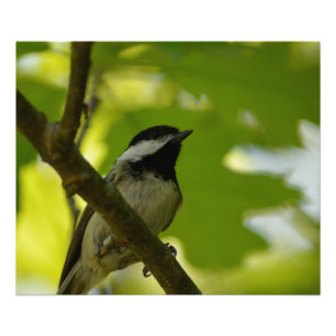 ZWART-AFGEDEKT CHICKADEE- POSTER