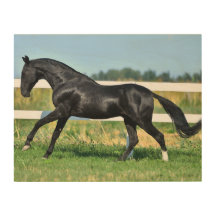 Zwart Akhal Teke hengst Galloping Paddock hek