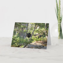 Zwart Beer bij Grand Teton