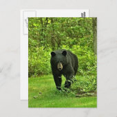 Zwart Beer Briefkaart (Voorkant / Achterkant)
