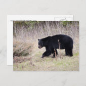 Zwart Beer Briefkaart (Voorkant / Achterkant)