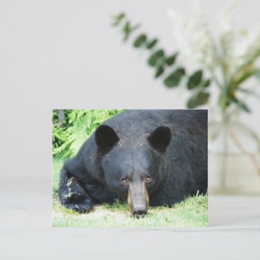 Zwart Beer - "Cubby" Briefkaart (Staand voorkant)