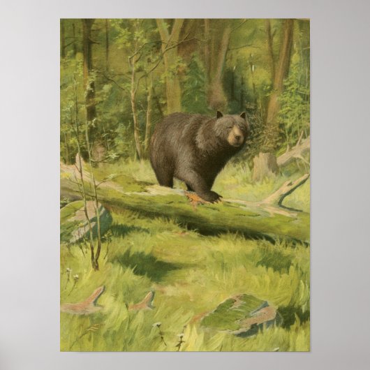 Zwart Beer dat op een boomstam steekt Poster (Voorkant)