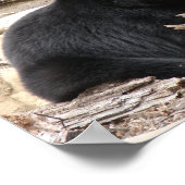 "Zwart Beer" door Carter L. Shepard Poster (Hoek)