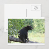 zwart beer in boom briefkaart (Voorkant / Achterkant)