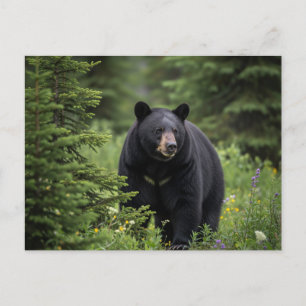 Zwart Beer in het Banff National Park Briefkaart