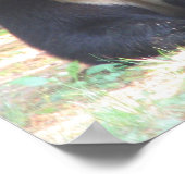 Zwart Beer met wit Tattoo Poster (Hoek)