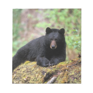 Zwart beer op een oud groeilogboek notitieblok