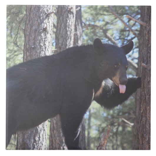 Zwart Beer Tegeltje (Voorkant)