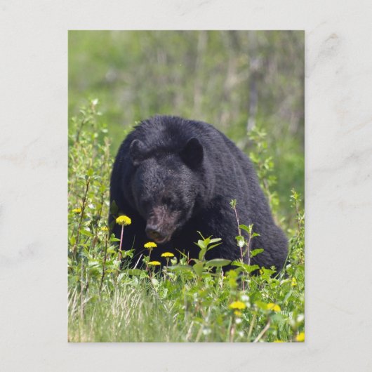 Zwart Beer Wildlife Briefkaart (Voorkant)