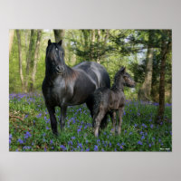 Zwart-bros merrie en schimmel in blauwe gordels