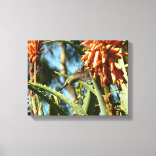 Zwart-Chinese Hummingbird in vlucht Canvas Afdruk